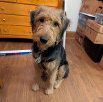 Un Airedoodle assis sur un plancher et portant un harnais 