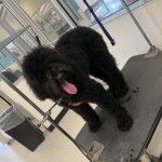 Un Airedoodle assis sur une table et tirant la langue