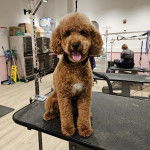 Un Airedoodle assis sur une table et tirant la langue