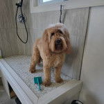 Un Airedoodle assis sur un support non loin d'une fenêtre