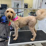 Un Airedoodle assis sur une petite table et portant un foulard autour du cou