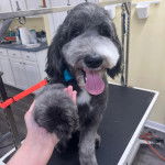 Un Airedoodle assis sur une table et tirant la langue