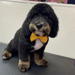 Un Airedoodle assis sur une table et portant un nœud autour du cou