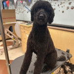 Un Airedoodle assis sur une petite table