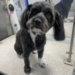 Un Airedoodle assis sur un support