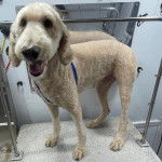 Un Airedoodle sur un support et ayant la gueule ouverte