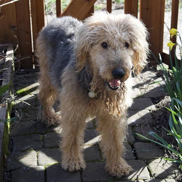Un Airedoodle sur un sol pavé et portant un collier autour du cou