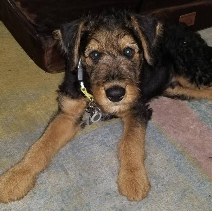 Un Airedoodle allongé sur un tapis et portant un collier autour du cou
