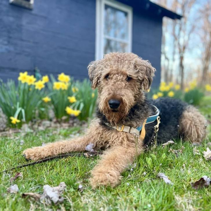 Un Airedoodle allongé sur un terrain herbeux et qui est tenu en laisse 