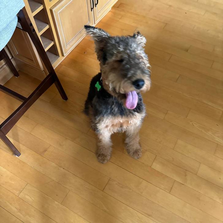 Un Airedoodle assis sur un plancher tirant la langue et portant un collier autour du cou