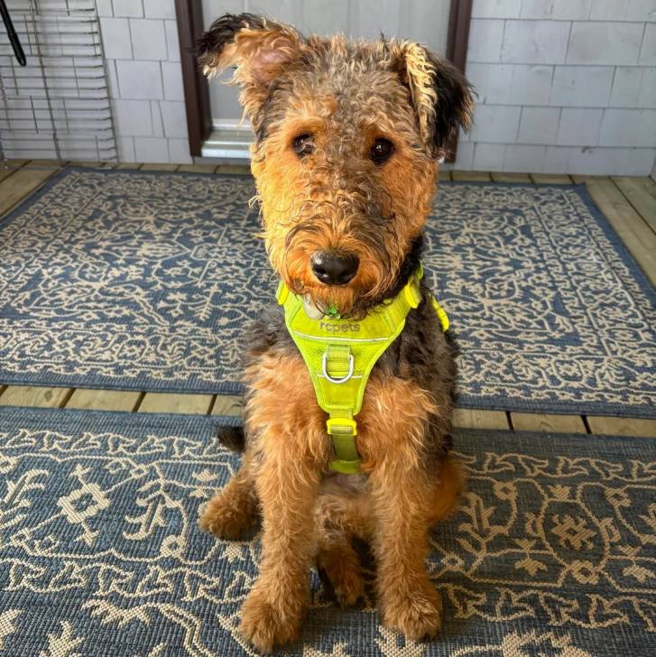 Un Airedoodle assis sur un canapé et portant un har