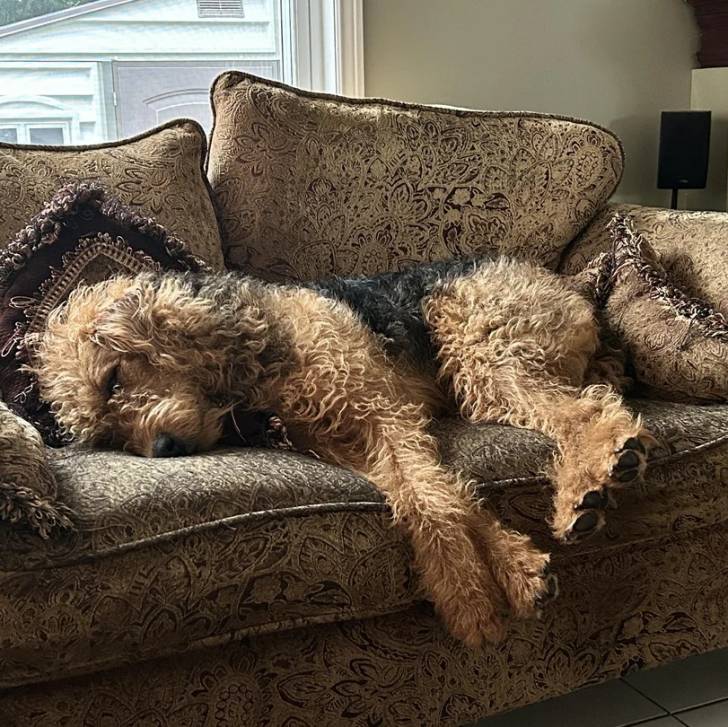 Un Airedoodle allongé sur un canapé et semblant dormir 