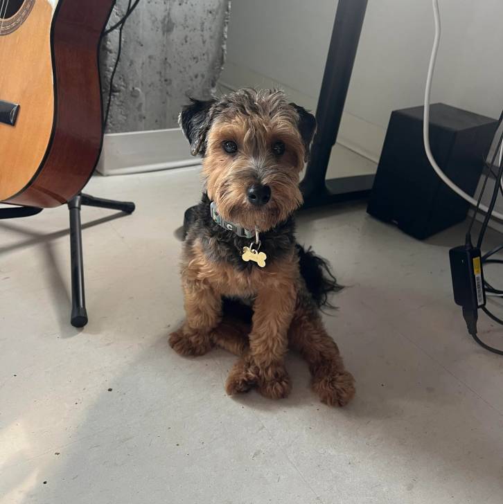 Un Airedoodle assis sur un sol carrelé et portant un collier autour du cou 