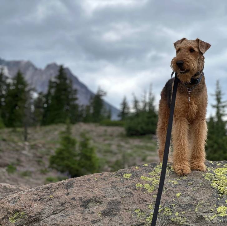 Un Airedoodle portant un collier autour du cou et qui est tenu en laisse 