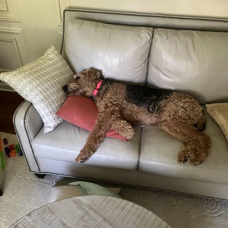 Un Airedoodle allongé sur un canapé et portant un collier autour du cou 