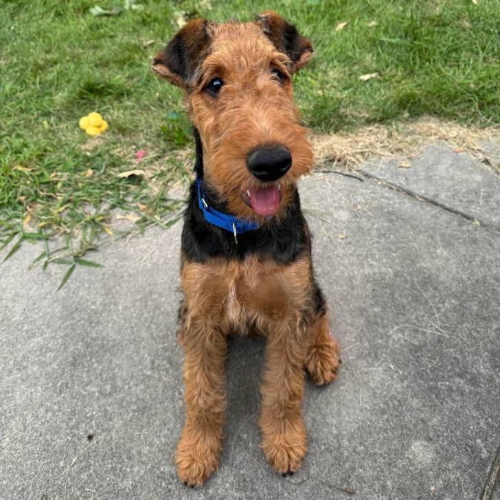 Un Airedoodle assis sur une surface bétonnée et portant un collier autour du cou