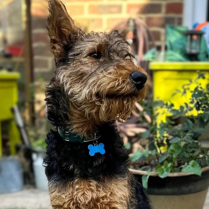 Un Airedoodle portant un collier autour du cou