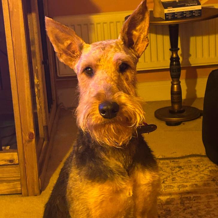 Un Airedoodle regardant vers la caméra et portant un collier autour du cou