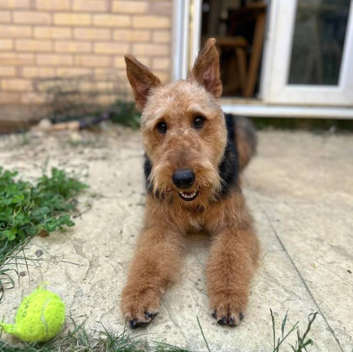 Un Airedoodle allongé sur un surface bétonnée et ayant la gueule légèrement ouverte