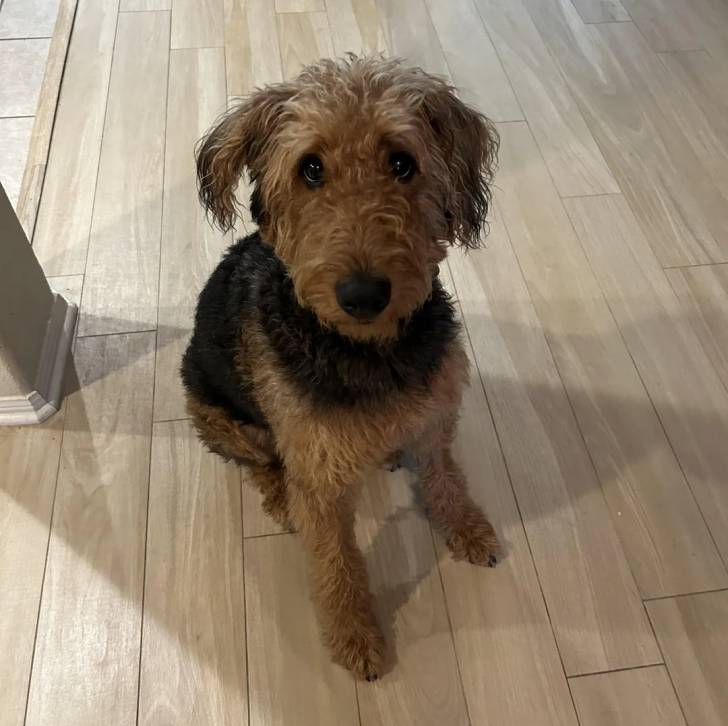 Un Airedoodle assis sur un sol carrelé