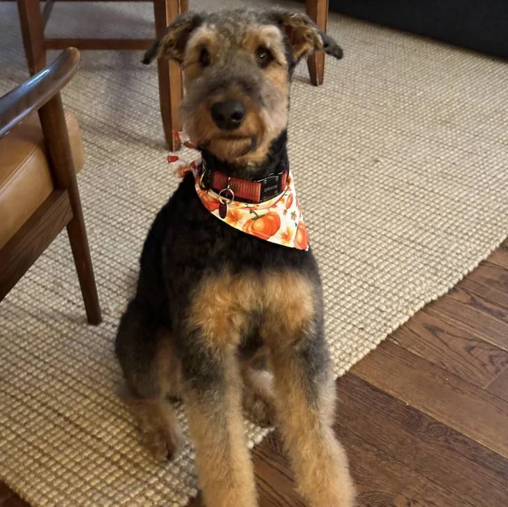 Un Airedoodle assis sur un tapis et portant un foulard 