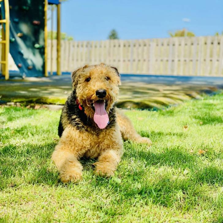 Un Airedoodle allongé sur un terrain herbeux et portant un collier autour du cou 