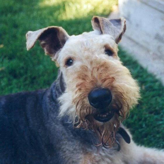 Un Airedoodle allongé sur un terrain herbeux et portant un collier autour du cou