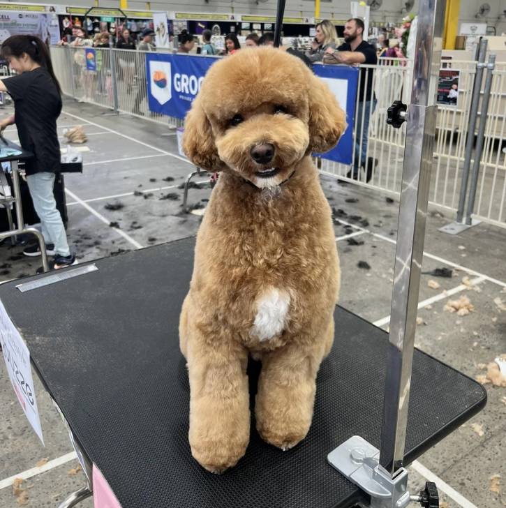 Photo Airedoodle