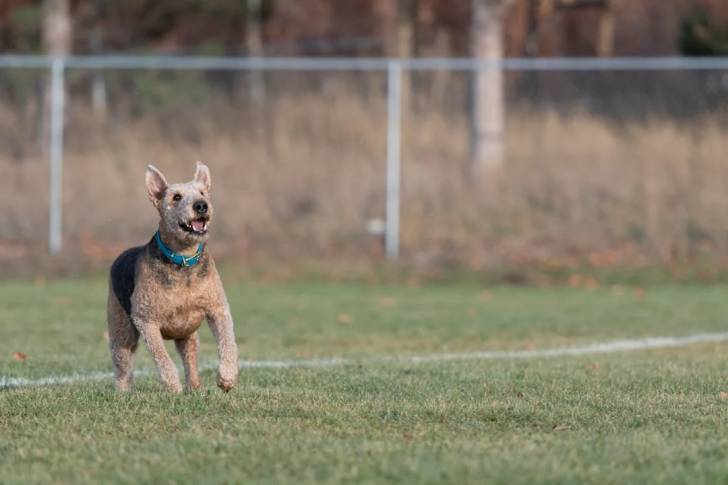 Un Airedoodle courant sur un terrain herbeux et portant un collier autour du cou
