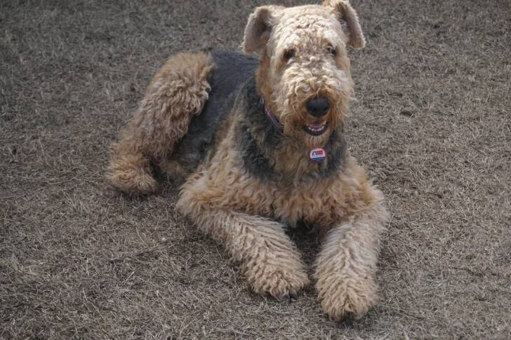 Un Airedoodle allongé sur un terrain herbeux et portant un collier autour du cou