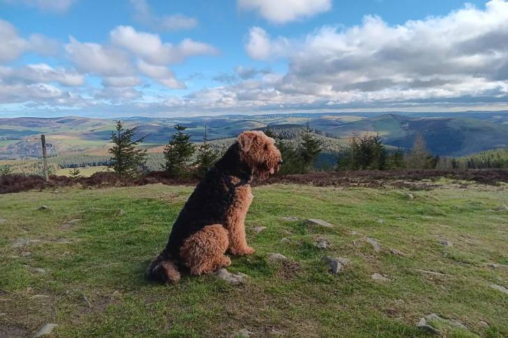 Un Airedoodle assis sur un terrain herbeux et portant un harnais 