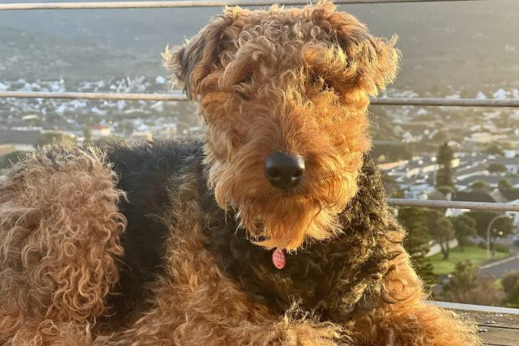 Un Airedoodle regardant vers la caméra et portant un collier autour du cou 