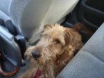 Galice - Irish Terrier (2 ans)