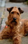 Photo Irish Terrier