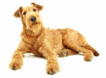 Photo Irish Terrier