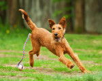 Photo Irish Terrier