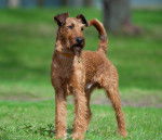 Photo Irish Terrier