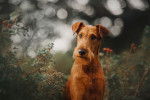 Photo Irish Terrier