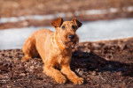 Photo Irish Terrier