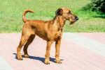 Photo Irish Terrier