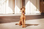 Photo Irish Terrier