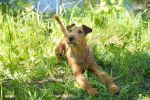 Photo Irish Terrier