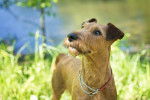 Photo Irish Terrier