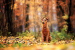 Photo Irish Terrier