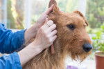 Photo Irish Terrier