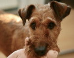 Photo Irish Terrier