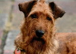 Photo Irish Terrier