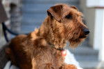 Photo Irish Terrier