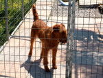 Photo Irish Terrier