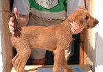 Photo Irish Terrier